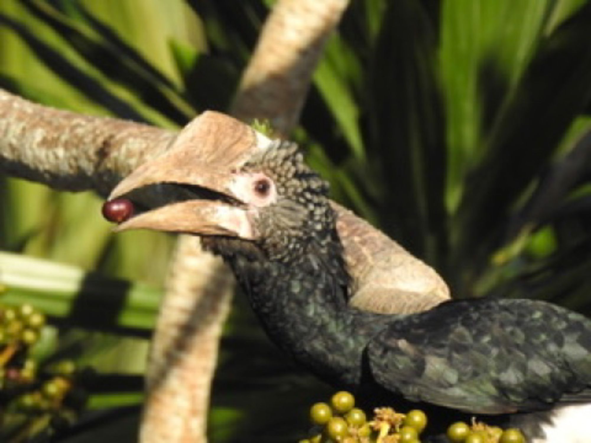 Silvery-cheeked hornbill