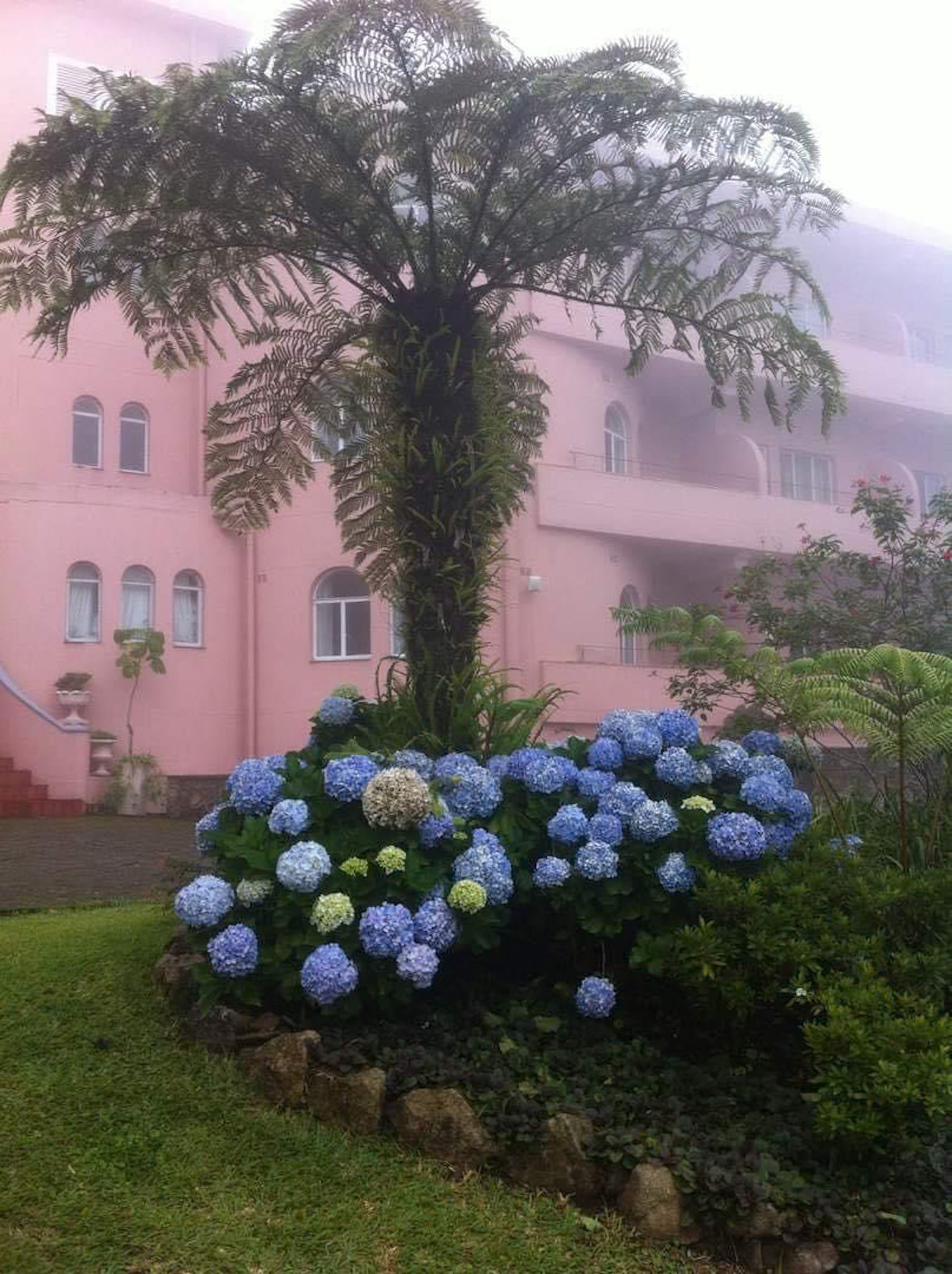 Hydrangeas under the tree fern below the turret wing